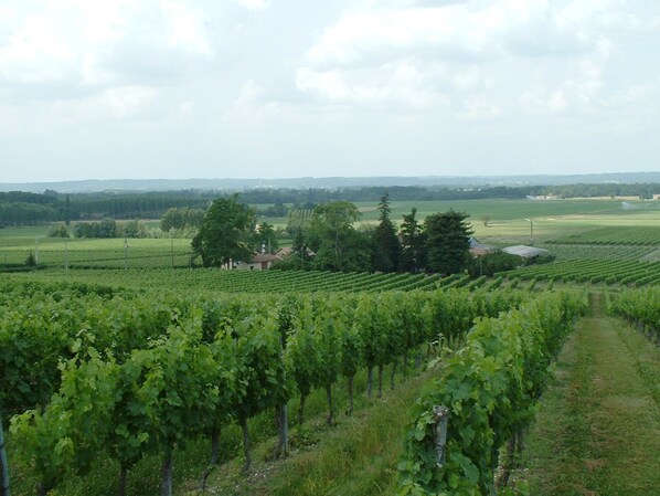 A vineyard with rows of grapevines, a few buildings, and a distant view of hills. - Gîte in the heart of a vineyard. (Razac-de-Saussignac)