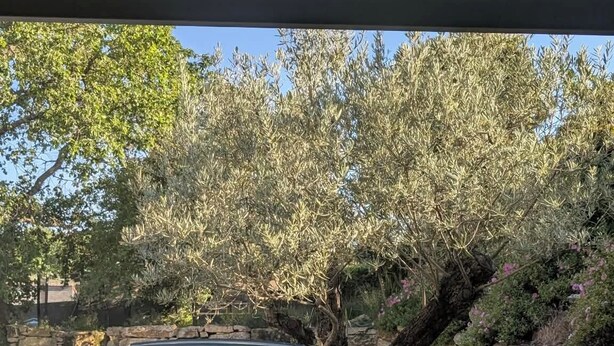 A tree in a landscaped area with a pool in the background.