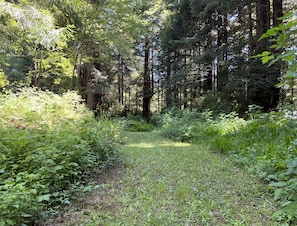Explore a serene forest trail surrounded by lush vegetation and dense foliage.