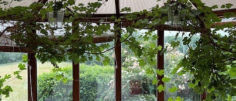 Et orangeri med murstensvæg, store vinduer og vinstokke, der vokser på glasset.