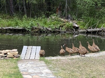 Cabin in the woods 20 mins from downtown