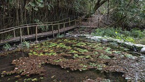 Un puente de madera sobre un estanque con lirios y follaje denso.