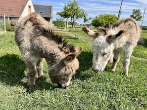 บริเวณภายนอก