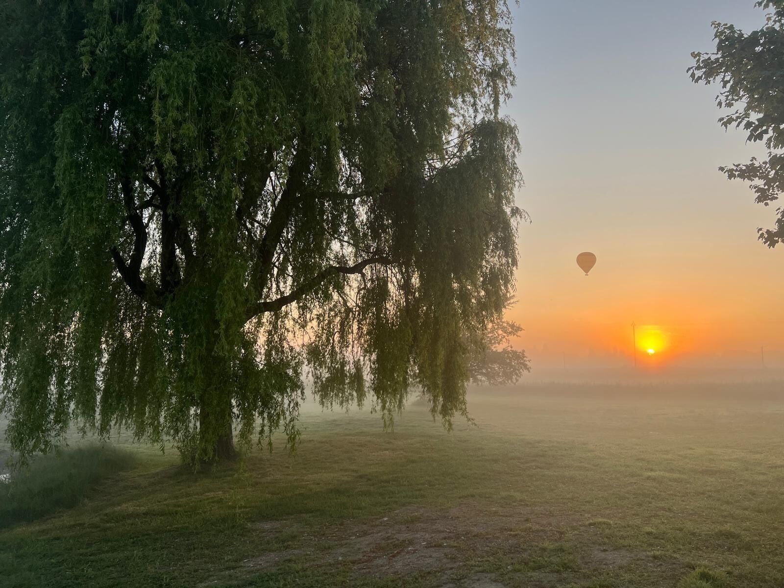 Een vredig landschap met een grote boom en een heldere lucht bij zonsopgang.