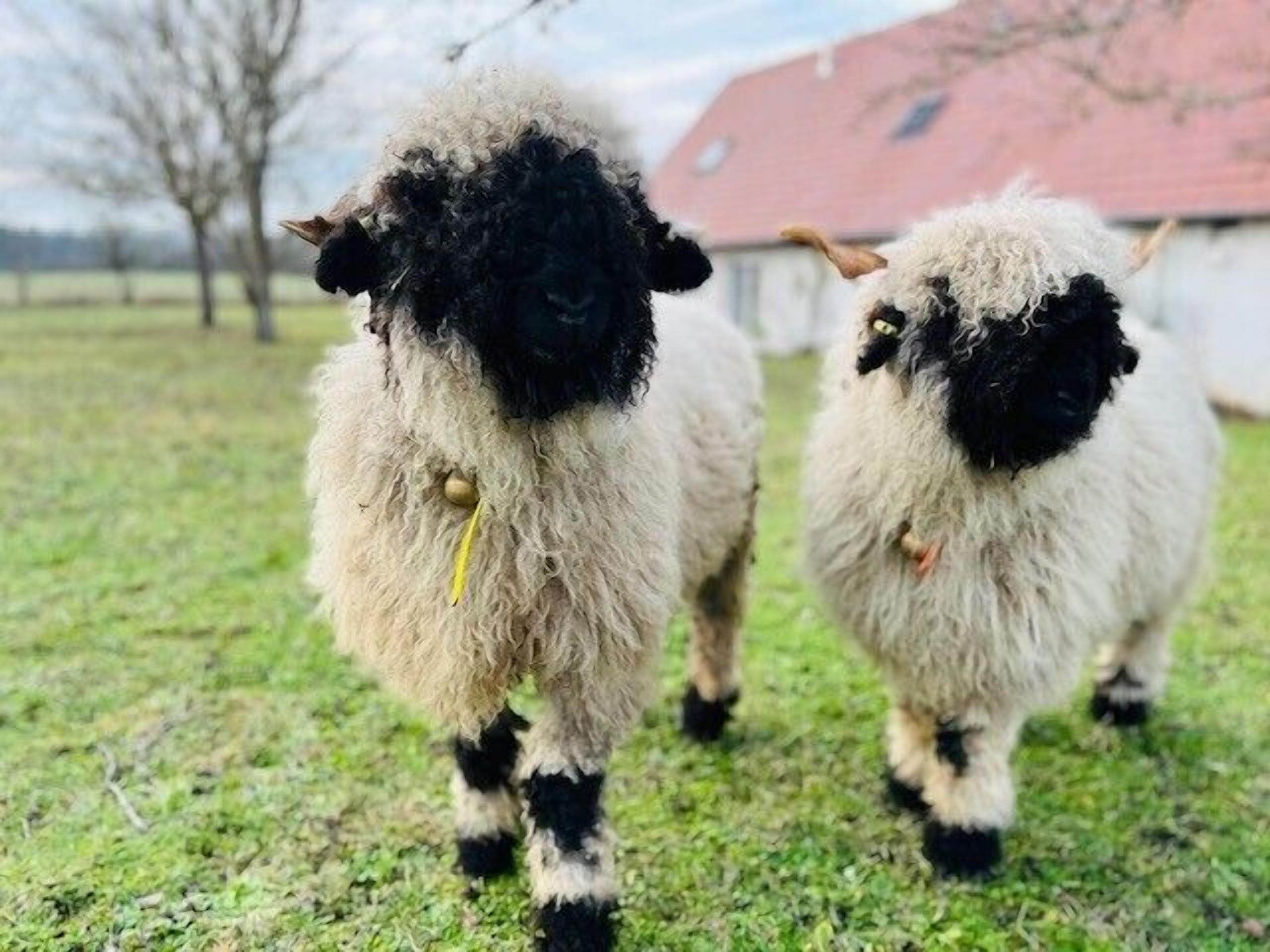 Two sheep with black faces and white bodies standing on grass.