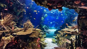 An aquarium with various fish and coral formations. - West Omaha Gem • Near Trails, Parks & Dining ❤ (Omaha)