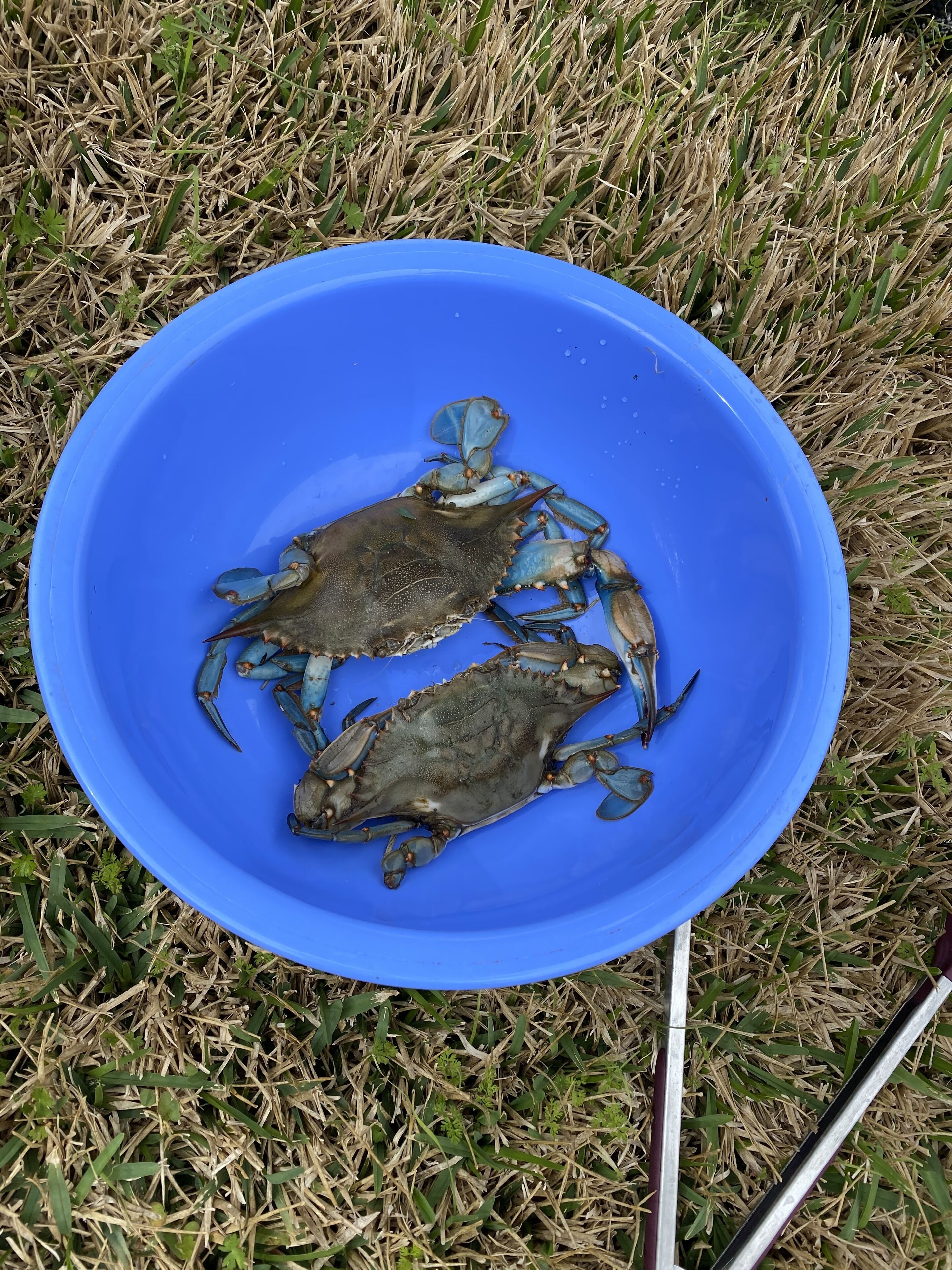 Eine blaue Schüssel mit zwei Krabben auf einer grasbewachsenen Fläche.