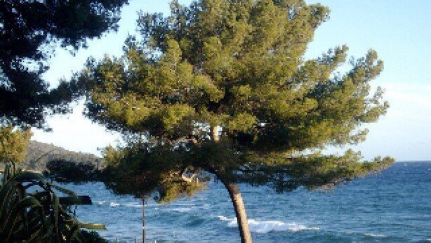 A coastal scene with a tree, a view of the sea, and a paved walkway.