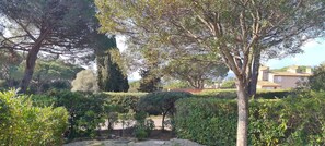 Stroll through the tranquil garden, surrounded by lush trees and a majestic olive tree, with a charming building in the background.