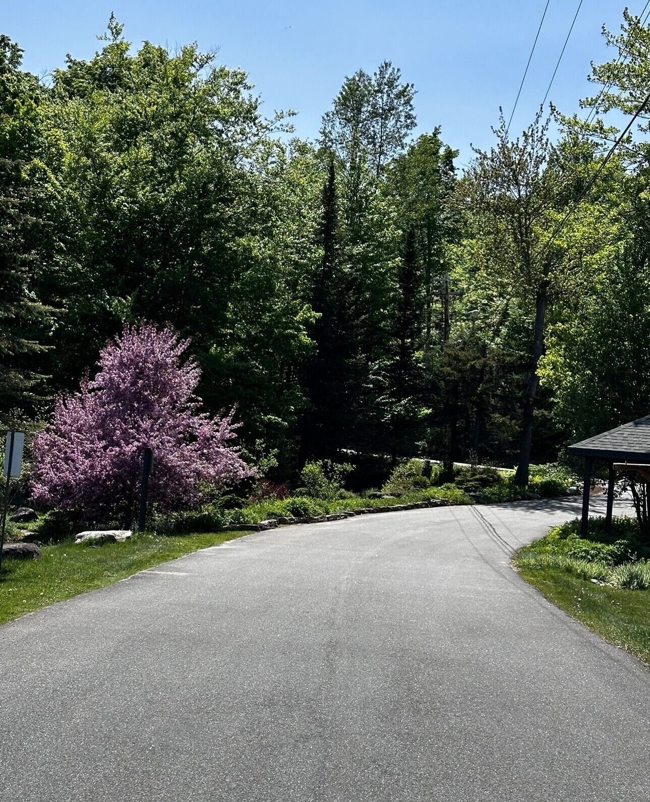 Uma estrada pavimentada ladeada por vegetação exuberante e uma árvore florida de cor roxa.