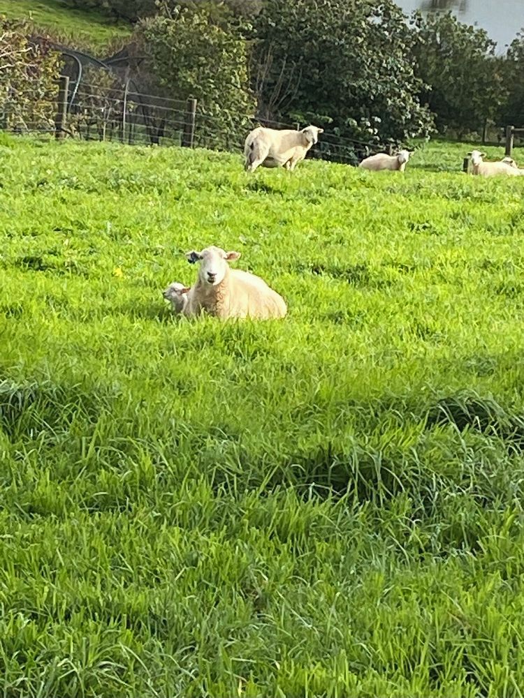 A grassy field with several sheep.
