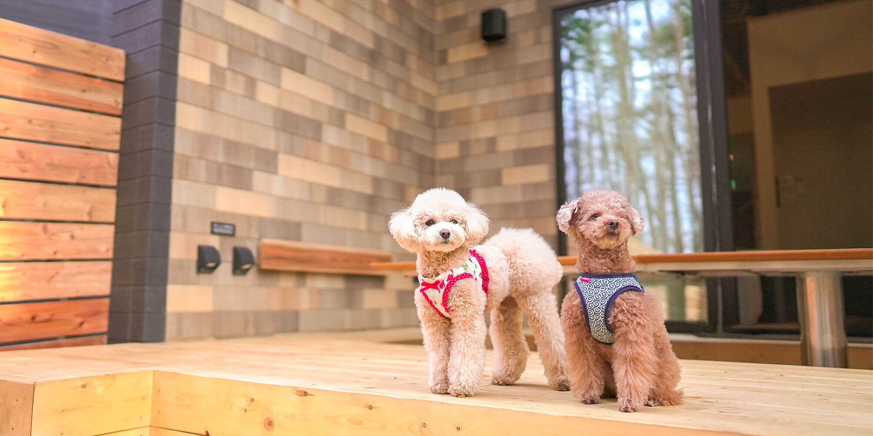 Two dogs on a wooden platform with a brick wall and a bench in the background.