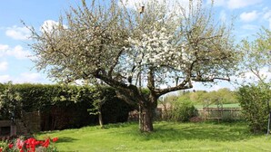 Un árbol con flores blancas en un área con césped, un seto y una valla de madera al fondo.