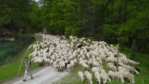 A rural road with a large flock of sheep being herded by a person. - Farmhouse in a mountain village hamlet (La Roche-de-Rame)