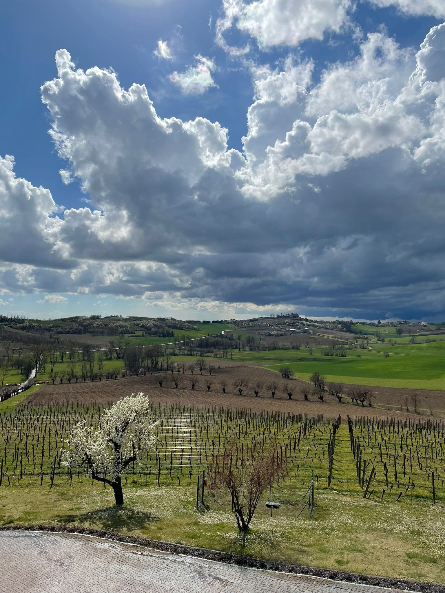 Un vigneto con filari di viti e un singolo albero in fiore in primo piano.