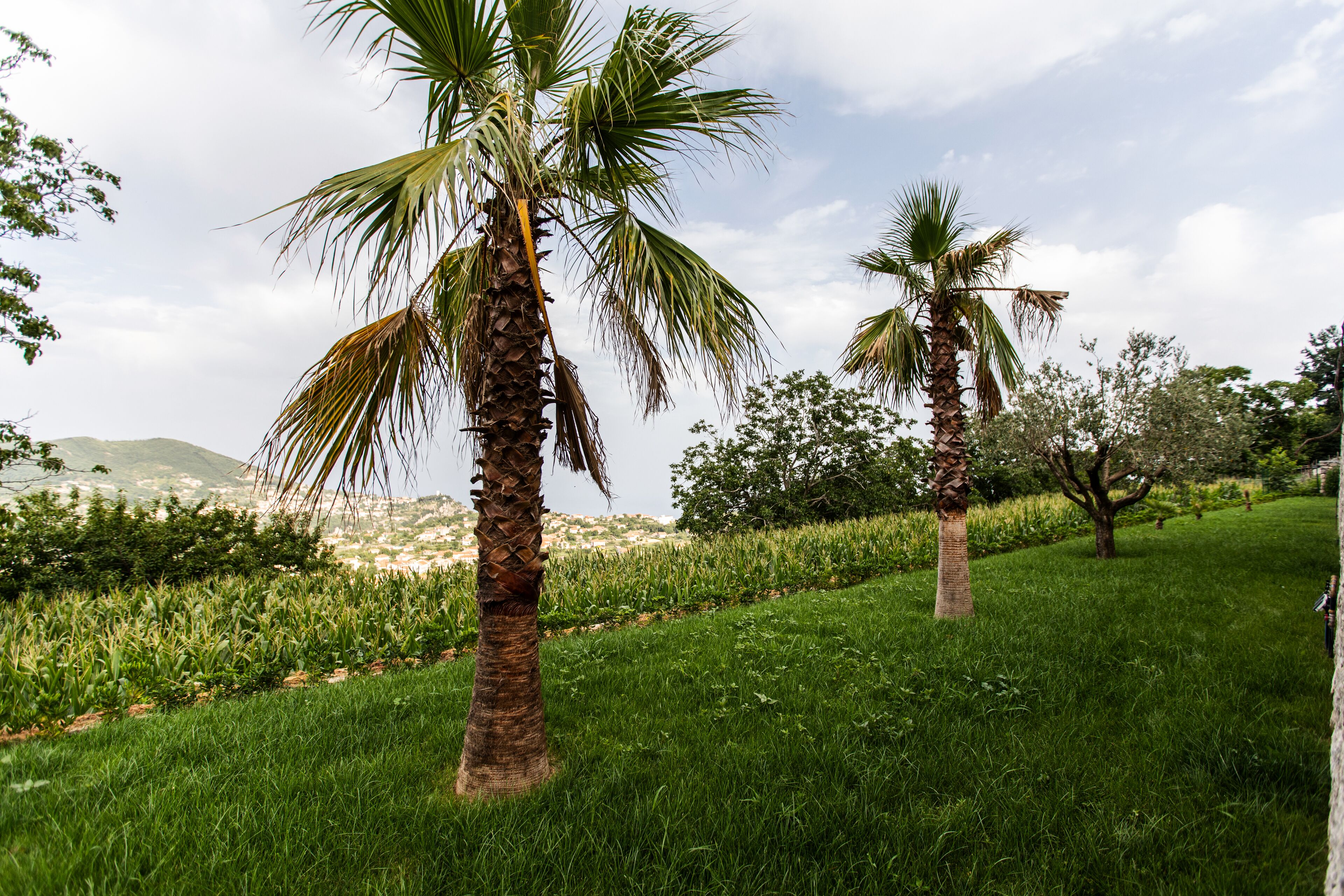 Zona verde con palmeras y una vista distante de un pueblo.