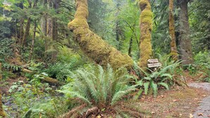 Zona boscosa con árboles cubiertos de musgo y un cartel que indica las direcciones hacia el río Elwha y el lago Sutherland.