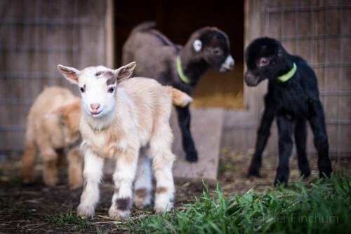 Red Cabin•Left Foot Farm Goat Dairy• Mt Rainier