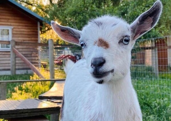 Unclassified image, 1 of 14, button - Red Cabin•Left Foot Farm Goat Dairy• Mt Rainier (Eatonville)