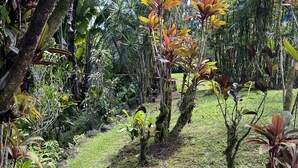 Un jardín con diversas plantas y árboles, un área con césped y un sendero.