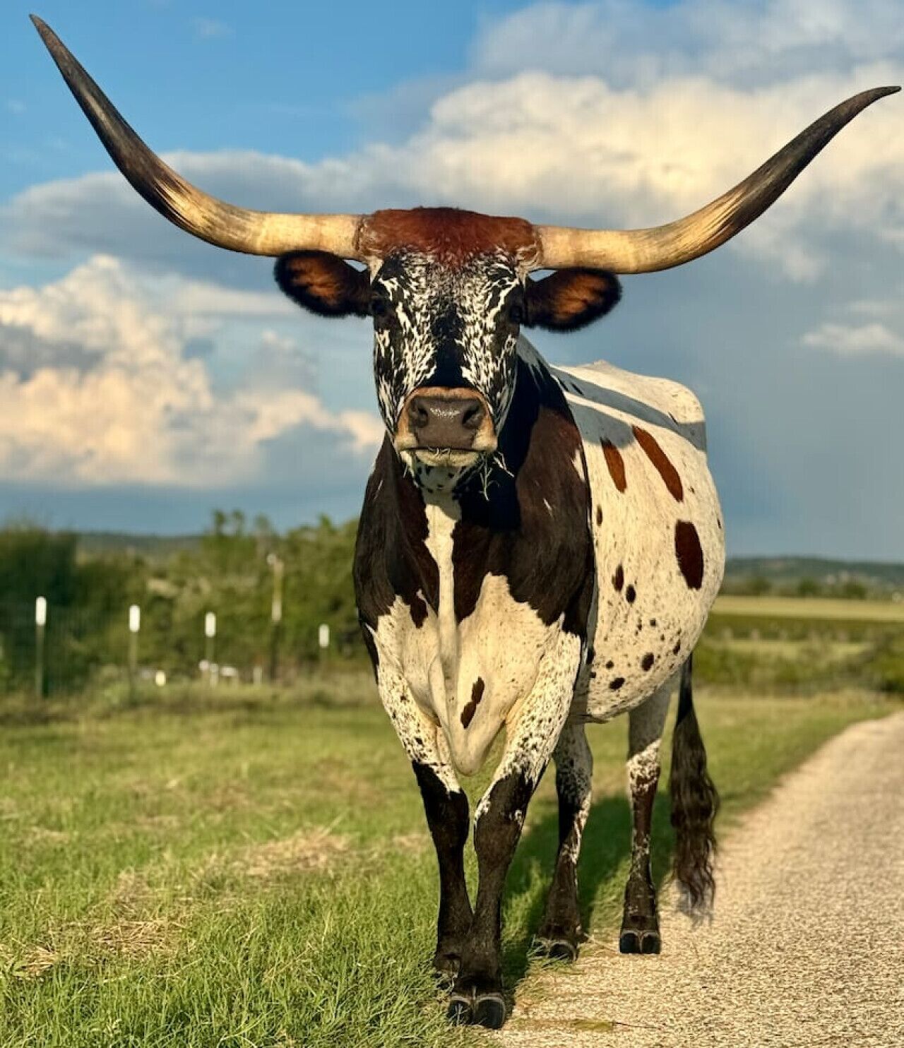 A bull with large horns standing on a dirt path.