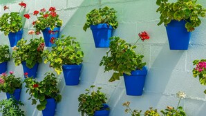 Un mur orné de plusieurs jardinières bleues, contenant des plantes vertes et des fleurs rouges.