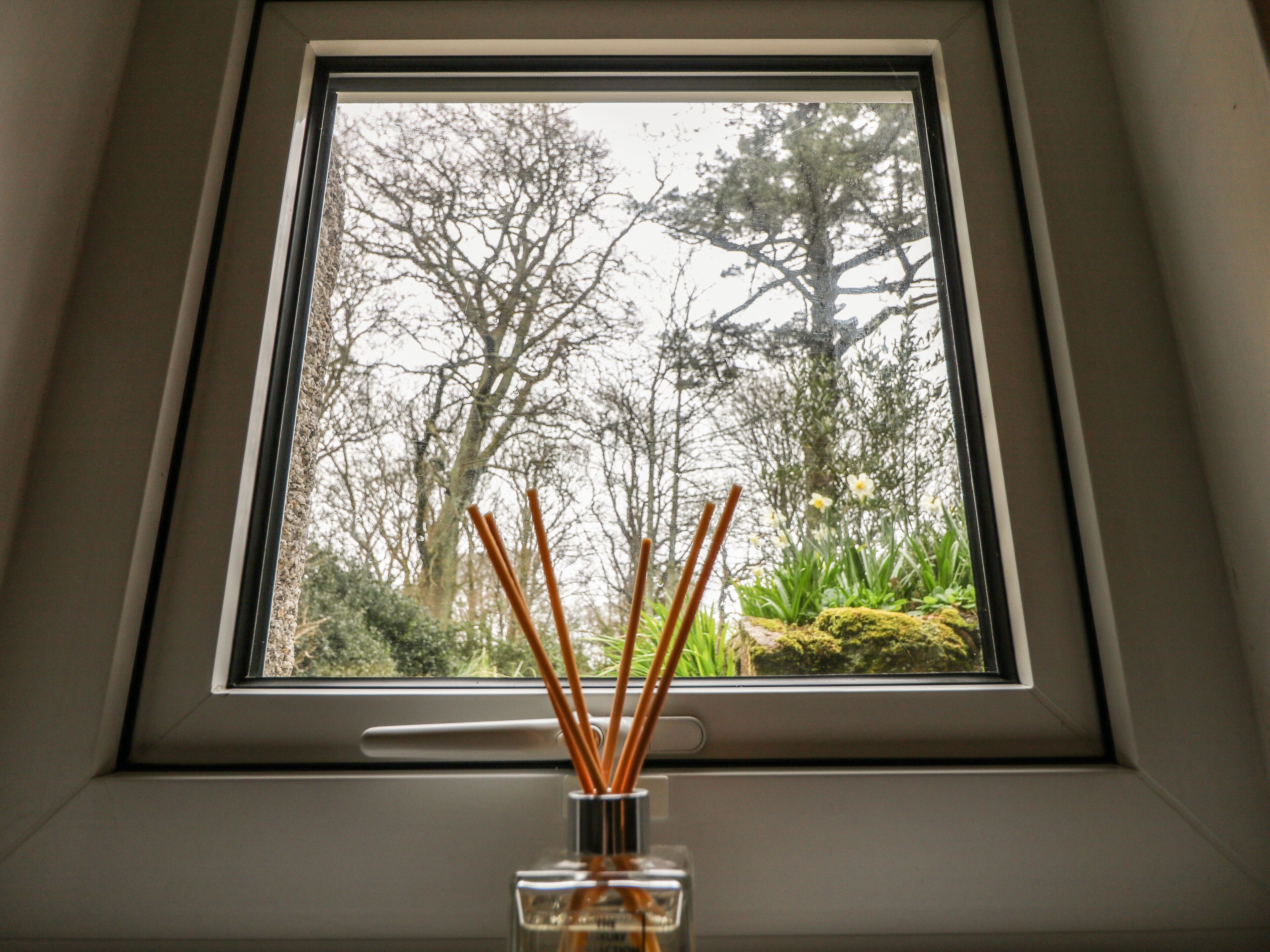 A window with a view of trees and a small plant inside.