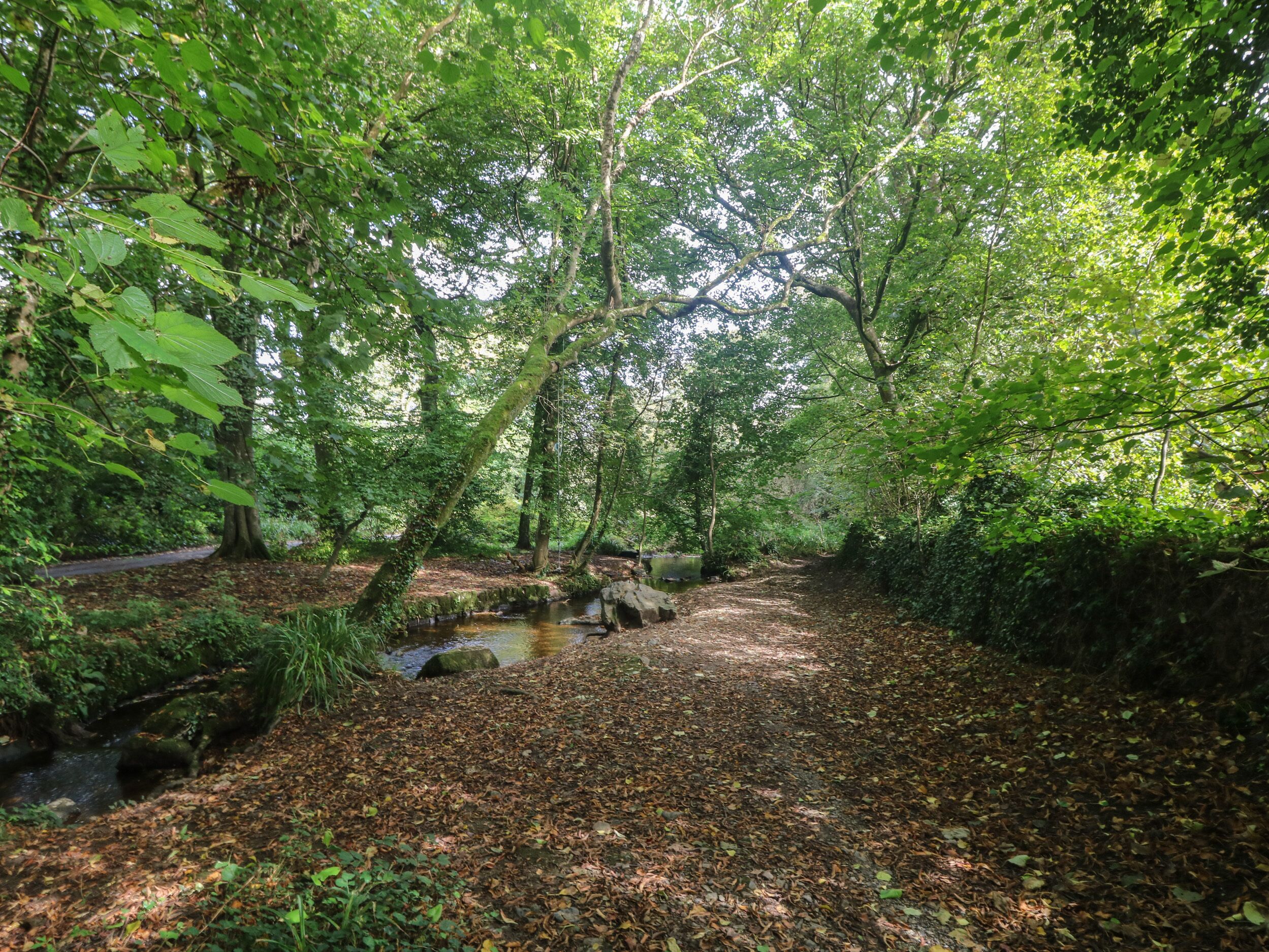 A forested area with a narrow path, a small stream, and a bridge.