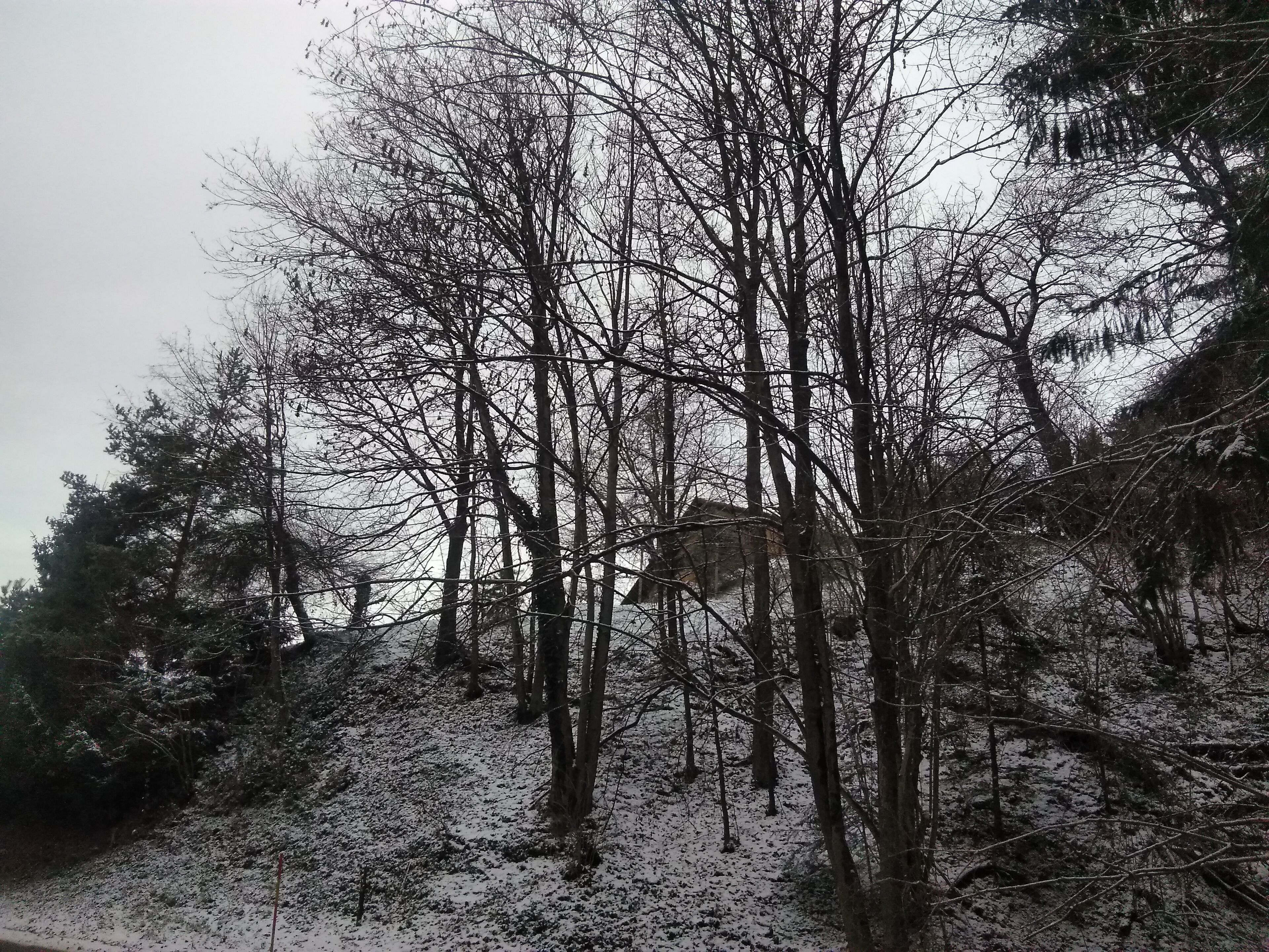 Lumipeitteinen metsäalue, jossa on lumihunnussa peittyvä maa ja lehdettömät puut.