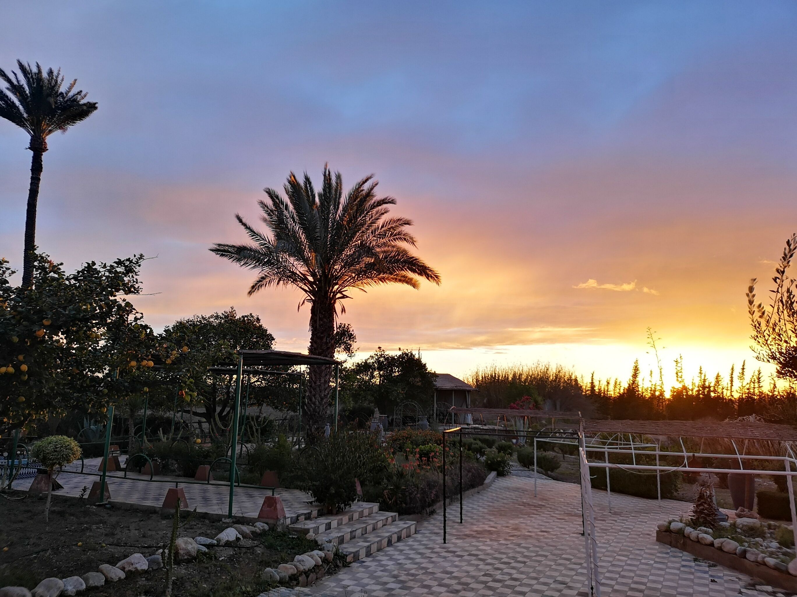 A garden with a palm tree, a pergola, and a checkered pathway.