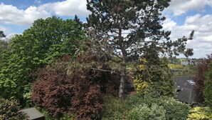A large coniferous tree in a residential area with a clear sky and scattered clouds.