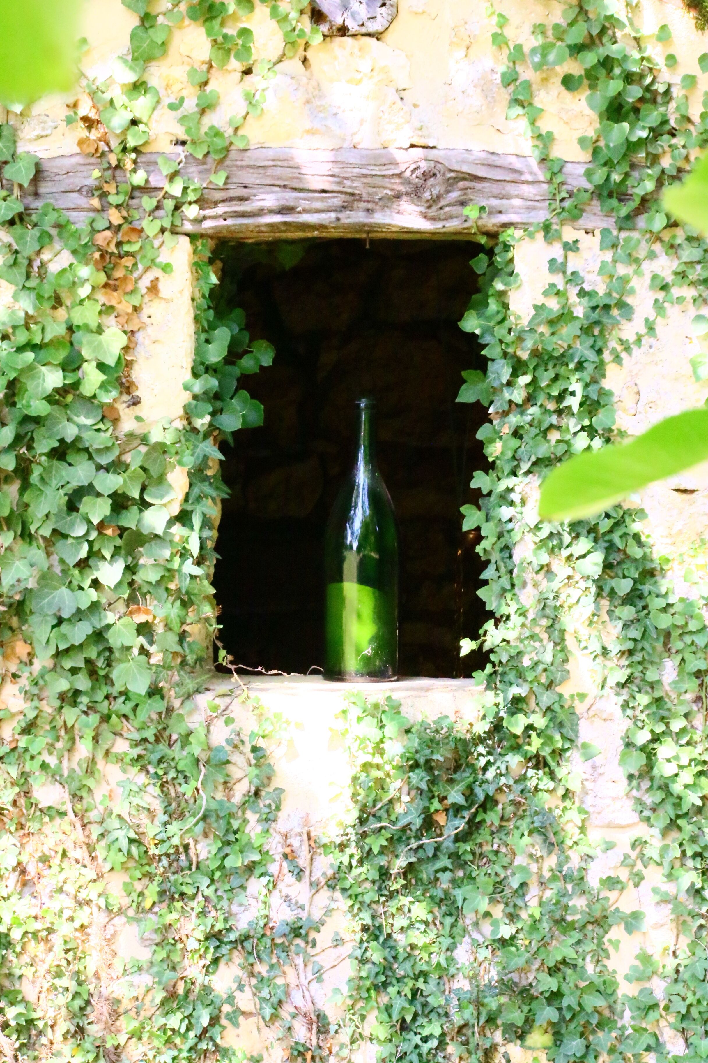 A bottle in a window surrounded by ivy.