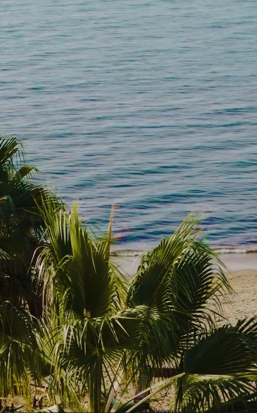 A beach with palm trees and calm water.
