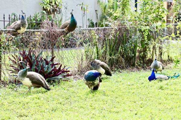 Jardines del alojamiento