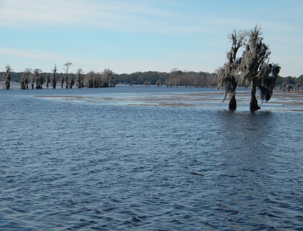 Zona inundada con árboles parcialmente sumergidos.