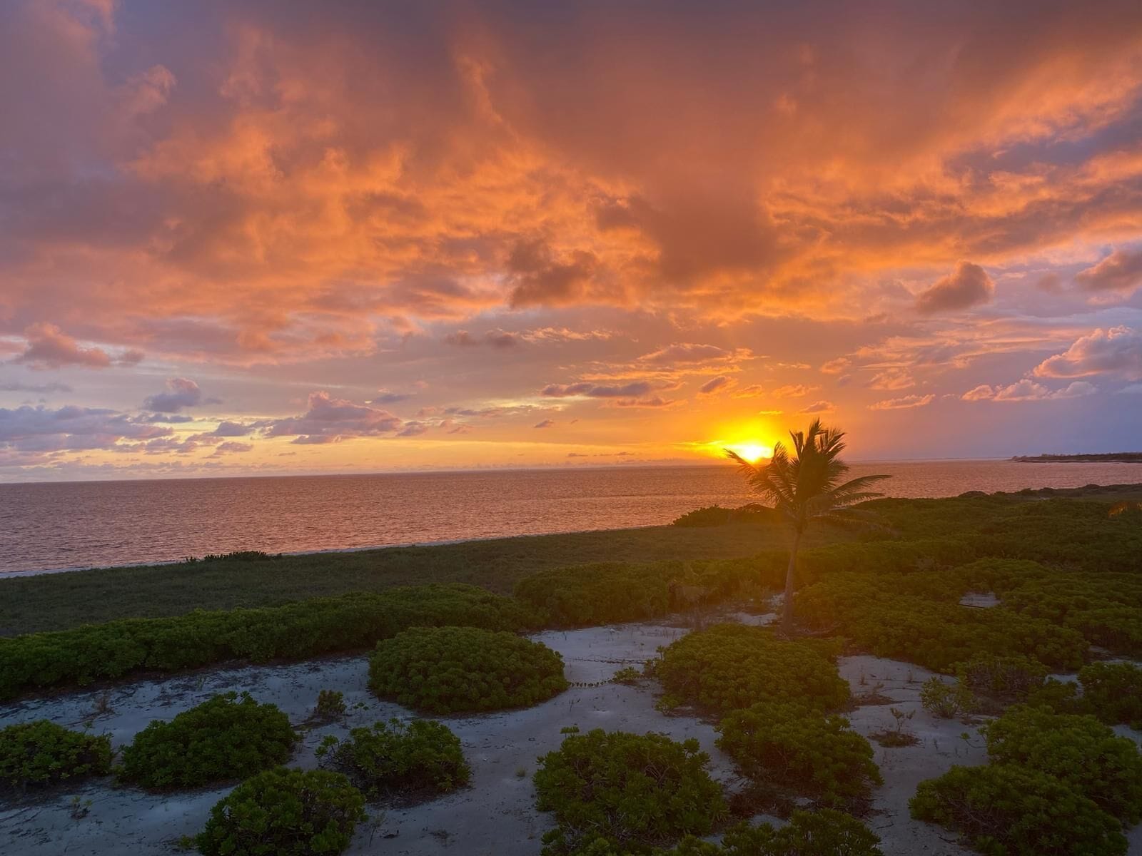 A sunset over a coastal landscape with a palm tree and dense vegetation.