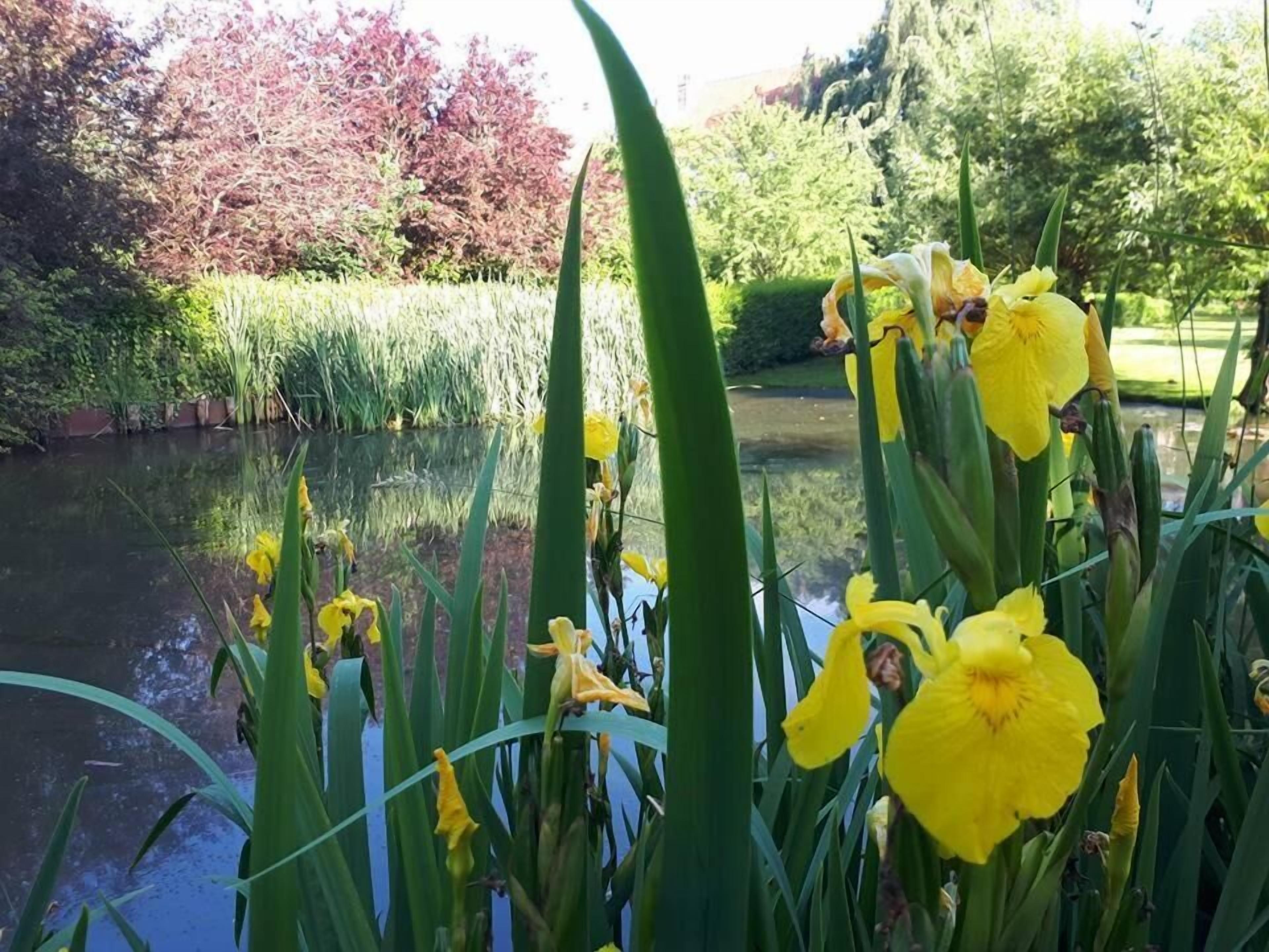 A pond with yellow flowers in the foreground, surrounded by greenery and trees in the background.
