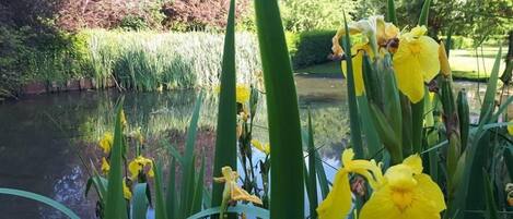 A pond with yellow flowers in the foreground, surrounded by greenery and trees in the background.