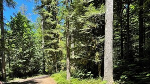 A forested area with a gravel path leading to a small orange table with a blue object on it. - Cozy Cascade Cabin. Relaxing Hot Tub, Secluded, Spacious and Creek Nearby (Rhododendron)