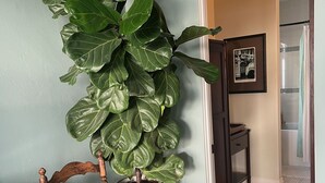 Une pièce comprenant une grande plante en pot, une chaise en bois, un tambour et une porte donnant sur une salle de bain.