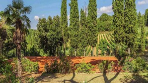 A vineyard with rows of grapevines and tall cypress trees. - Cozy Villa for Six Guests (Sinalunga)