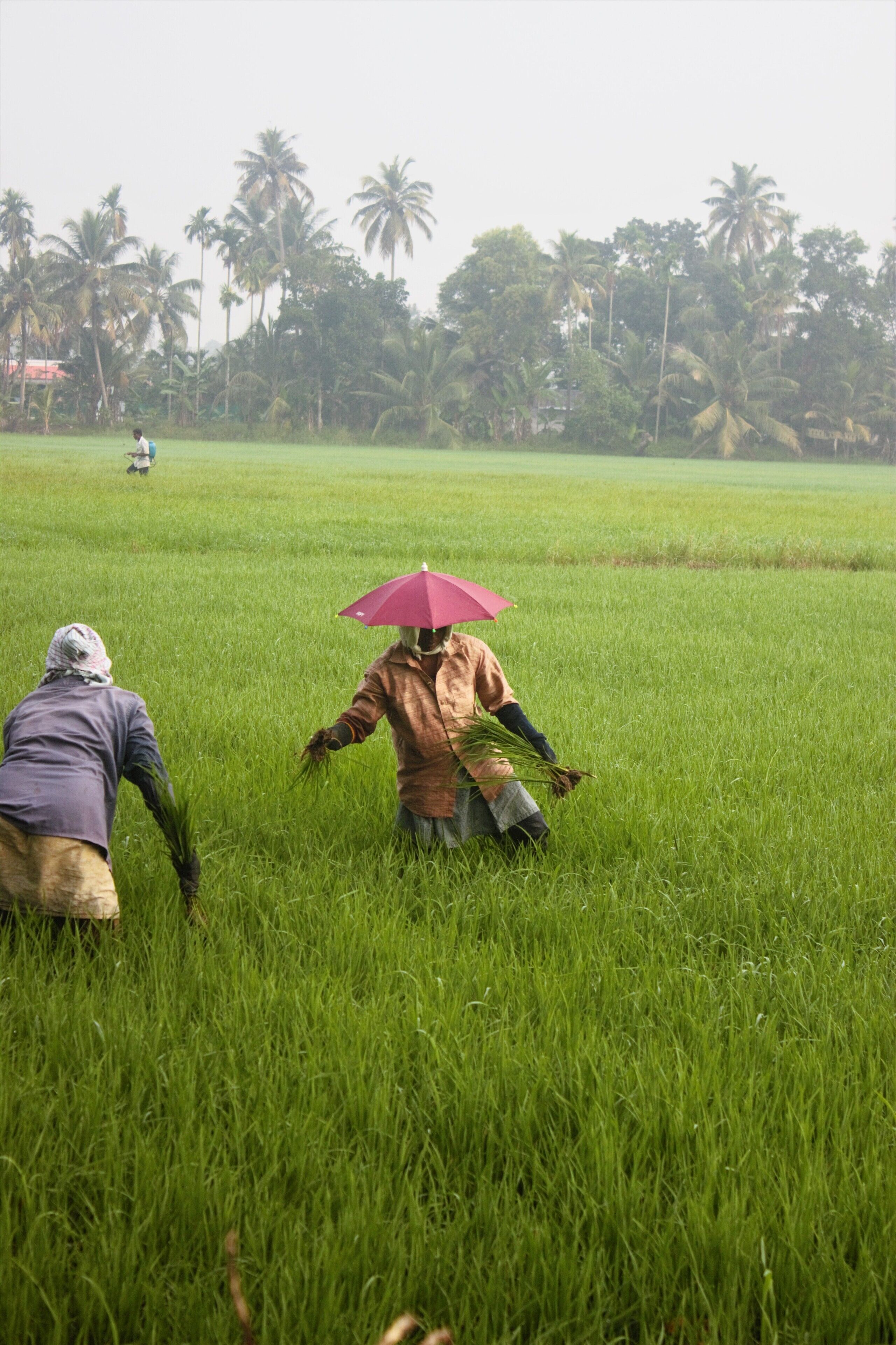 Romantic stay along the Kerala Backwaters