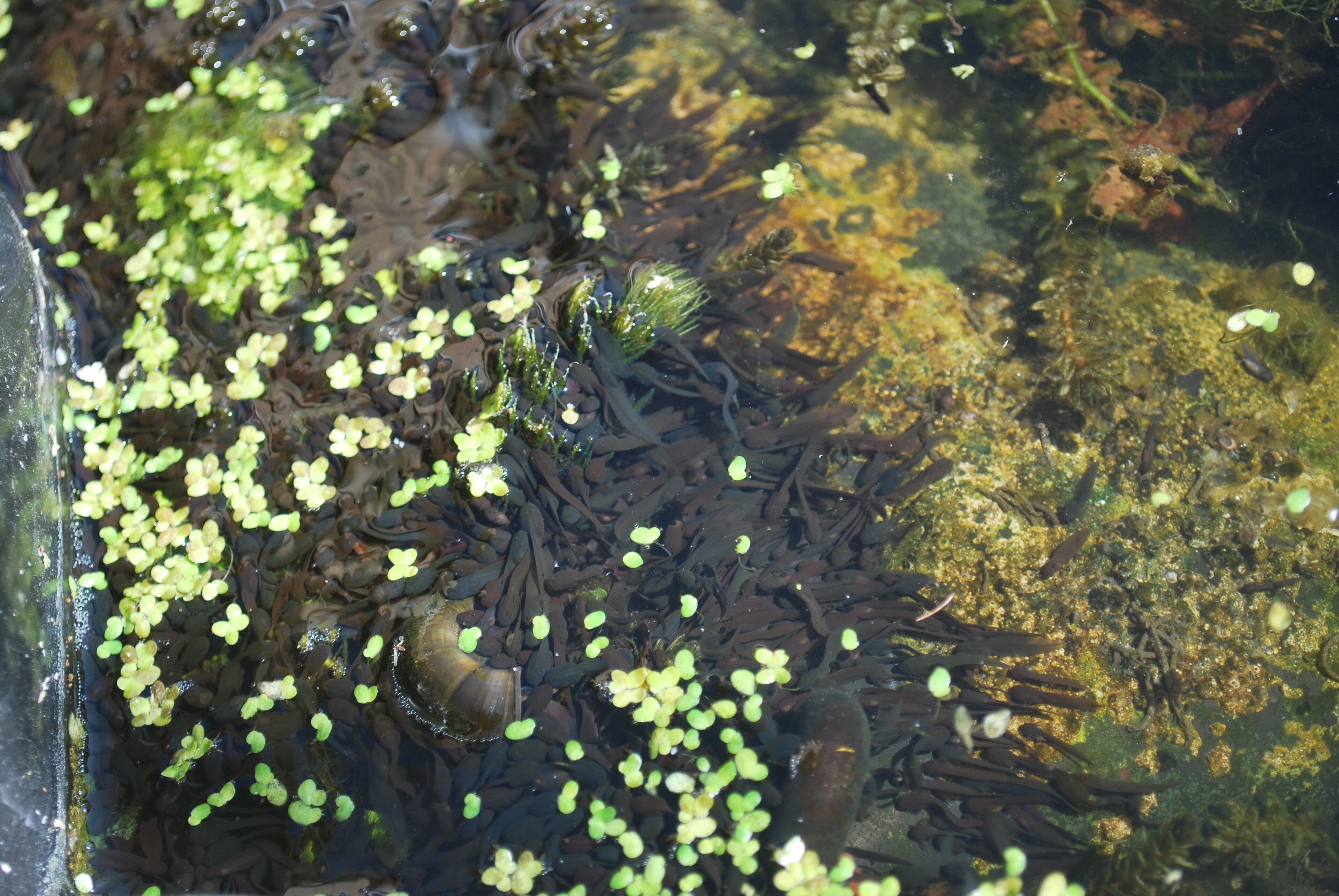 Foto - Hillcroft Luxury Bed & Breakfast