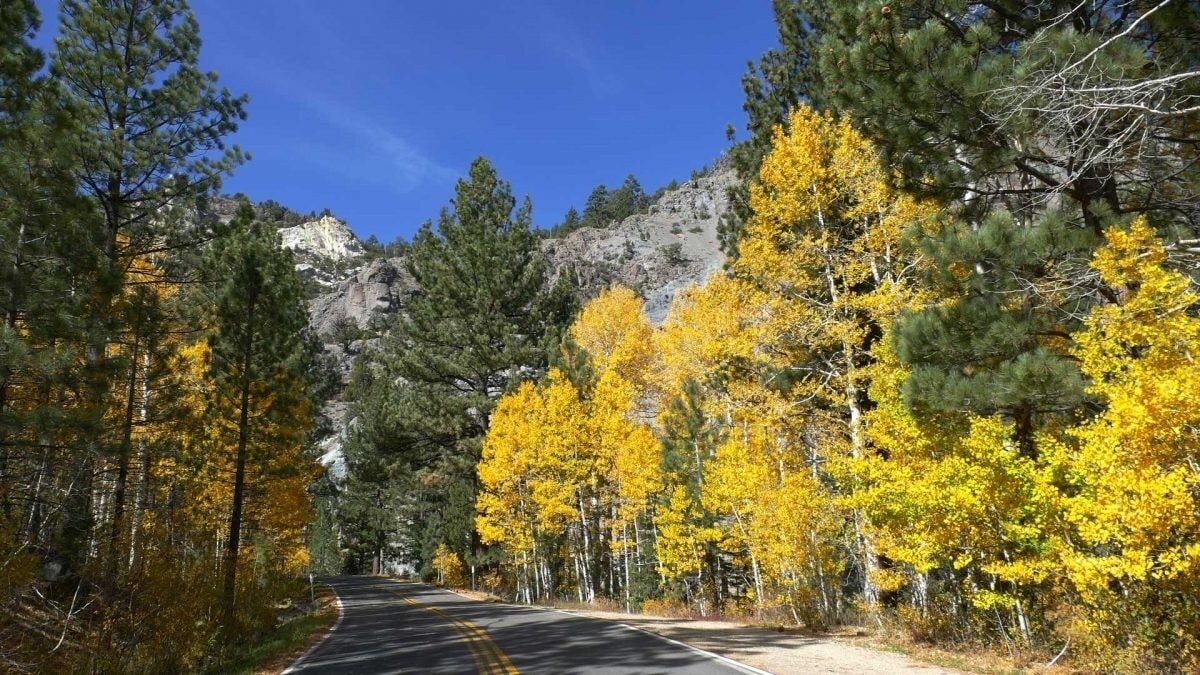 A road flanked by trees with yellow foliage, leading towards a rocky mountain backdrop.