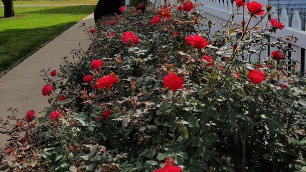 A house with a porch and a garden with red roses. - Charming Nauvoo Farmhouse - 1 mile from Nauvoo Temple (Nauvoo)