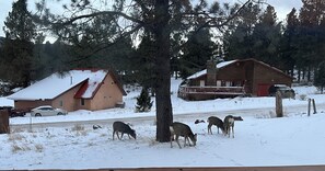 Plentiful wildlife watching from the front porch or living room