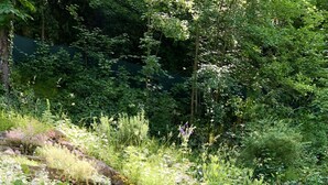 Ein Garten mit einer Steintreppe, umgeben von unterschiedlichen Pflanzen und Blumen.
