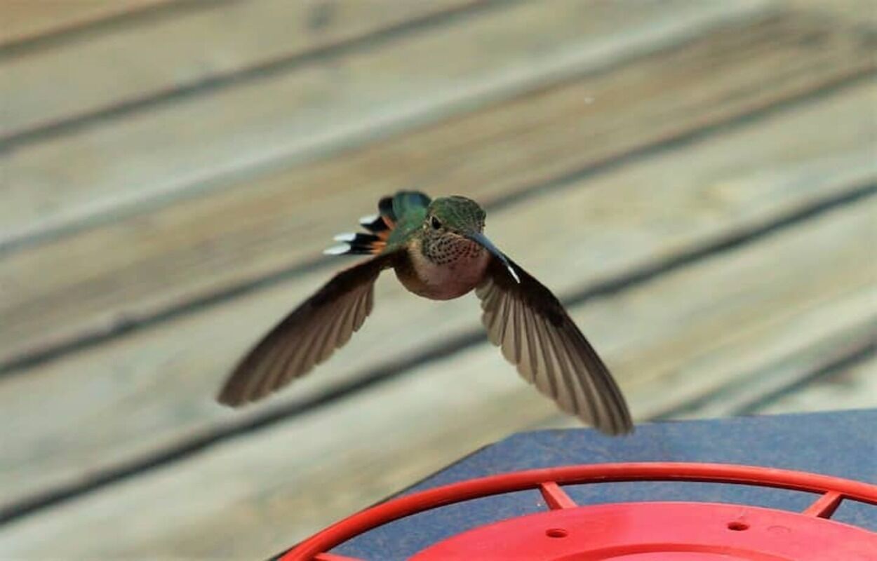 Hello! Just grabbing a quick snack...