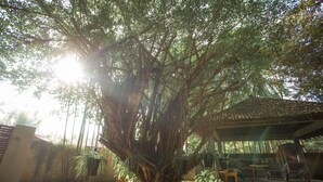 Un espace extérieur abrité, agrémenté d’un grand arbre, d’un jardinière en briques et d’un banc en bois.