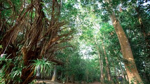 Une zone boisée avec un sentier de terre qui traverse de grands arbres et une végétation dense.